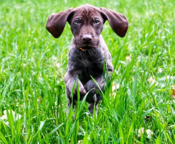 /images/uploads/southeast german shorthaired pointer rescue/segspcalendarcontest2019/entries/11452thumb.jpg